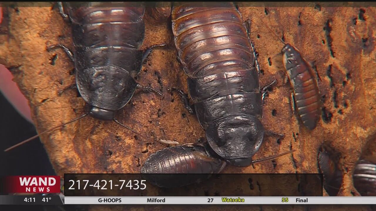 Zoo allowing public to adopt cockroaches this Valentine's Day